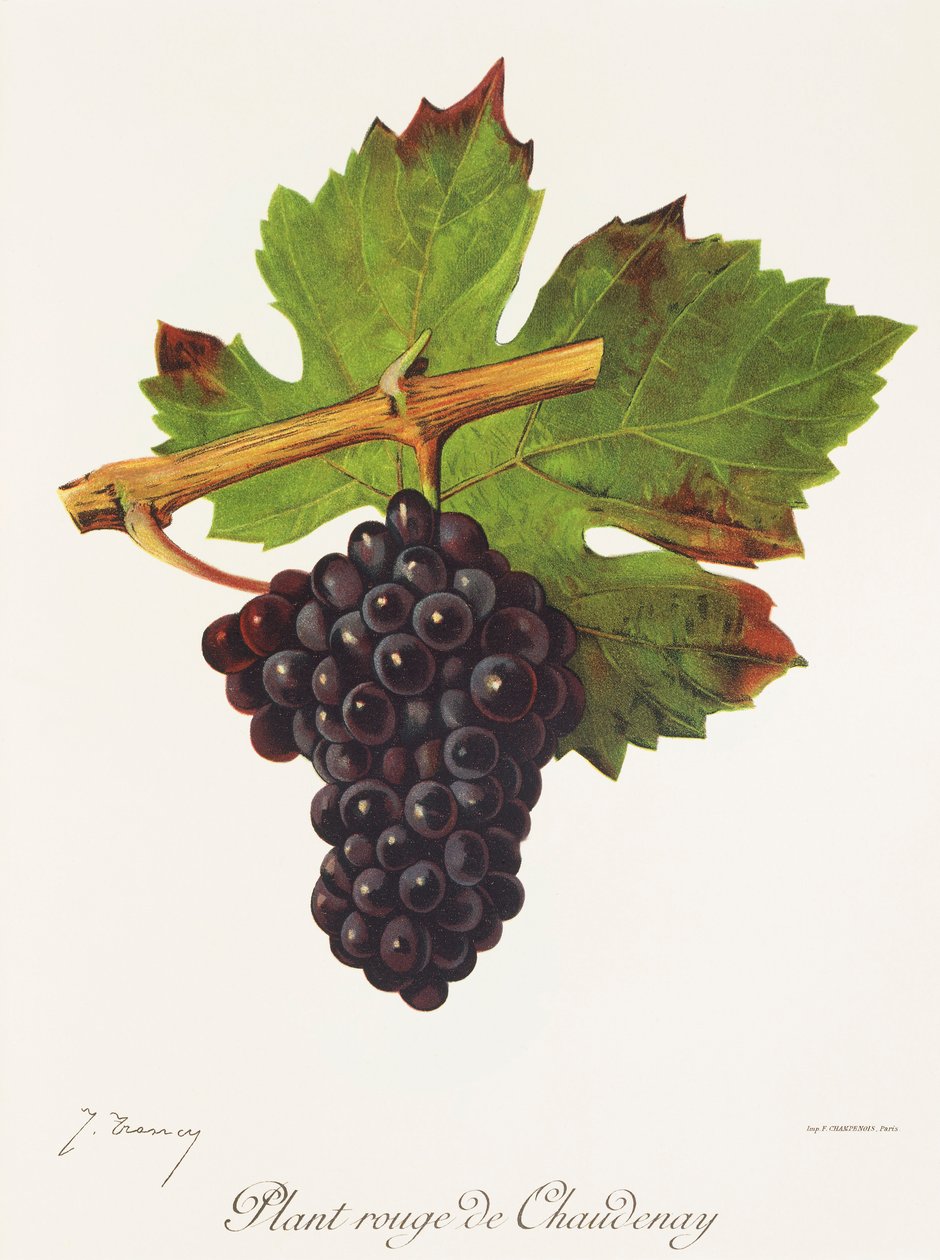 Plant Rouge de Chaudenay-druen av J. Troncy av Jules Troncy