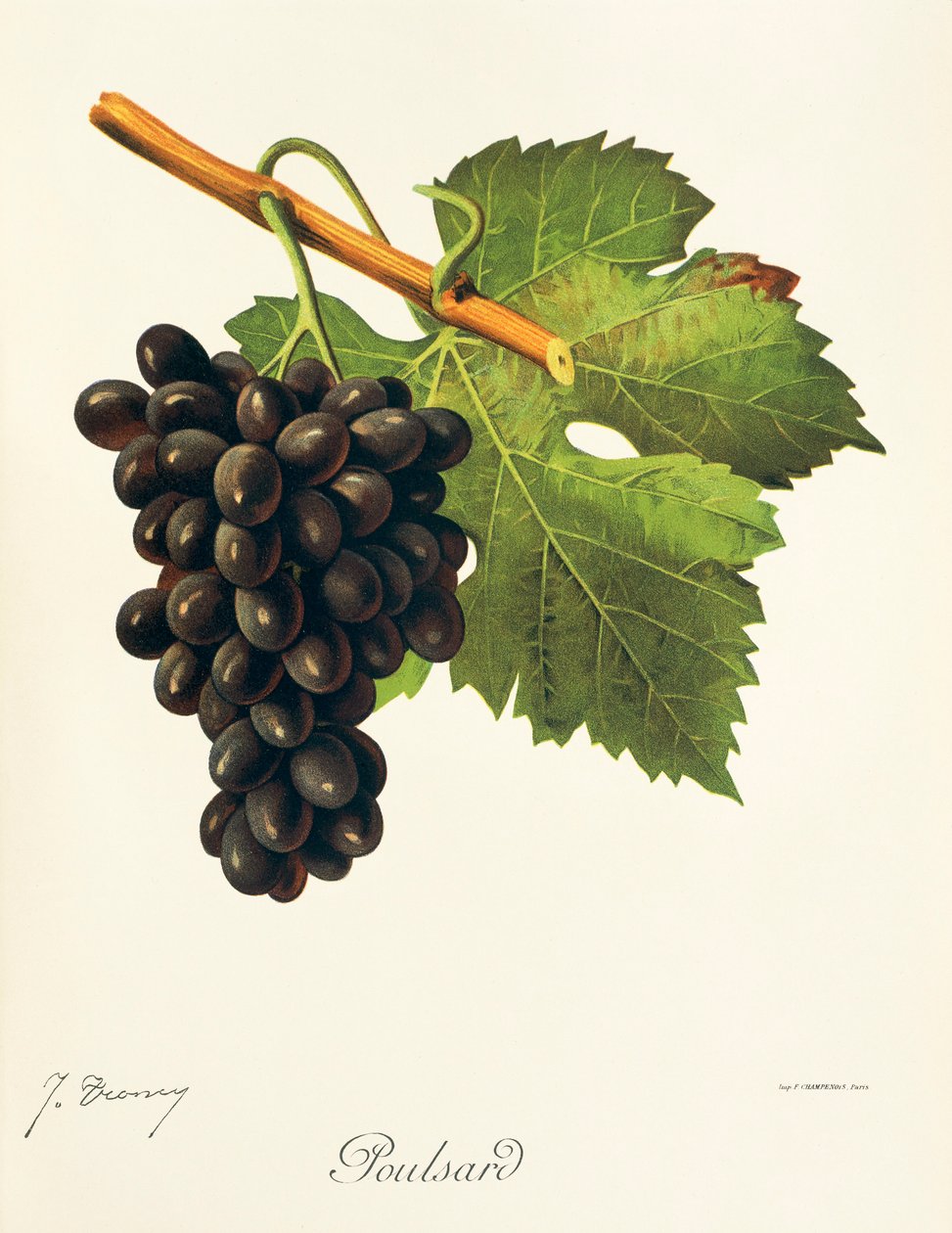 Poulsarddrue av J. Troncy av Jules Troncy