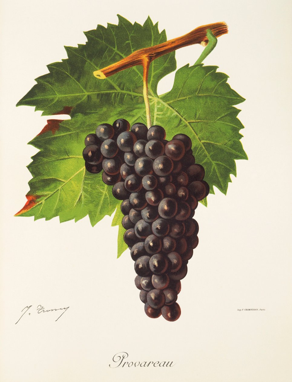 Provareau-drue av J. Troncy av Jules Troncy