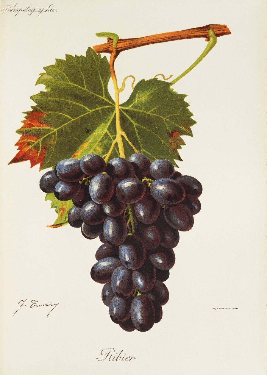 Ribier-drue av J. Troncy av Jules Troncy