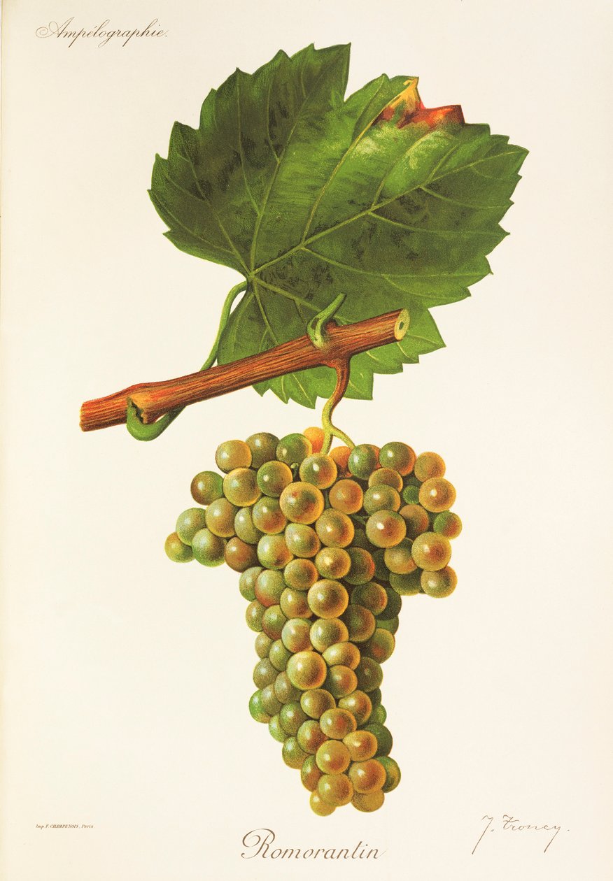 Romorantin drue av J. Troncy av Jules Troncy