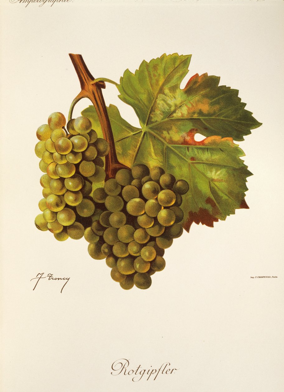 Rotgipfter drue av J. Troncy av Jules Troncy