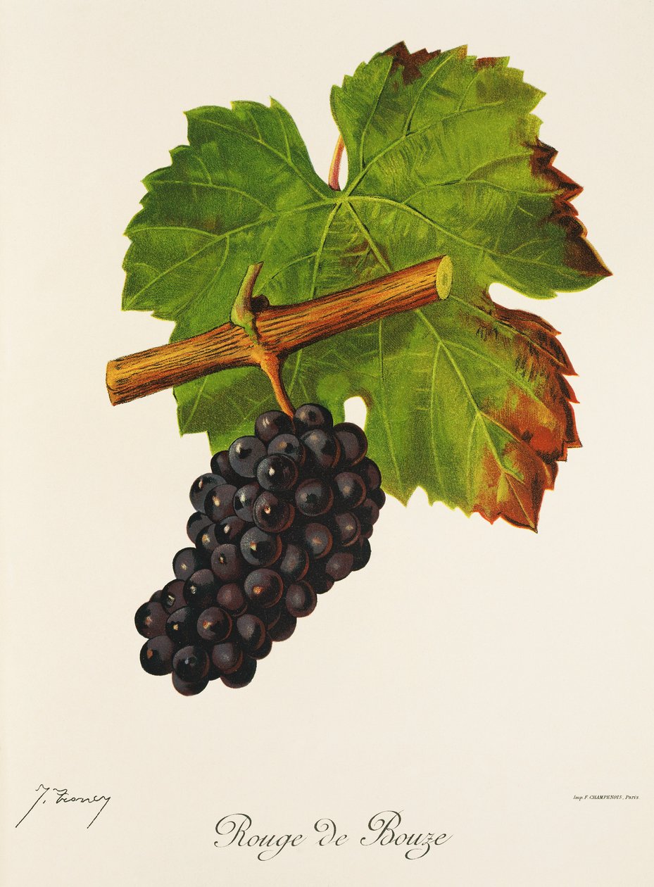 Rouge de Bouze drue av J. Troncy av Jules Troncy