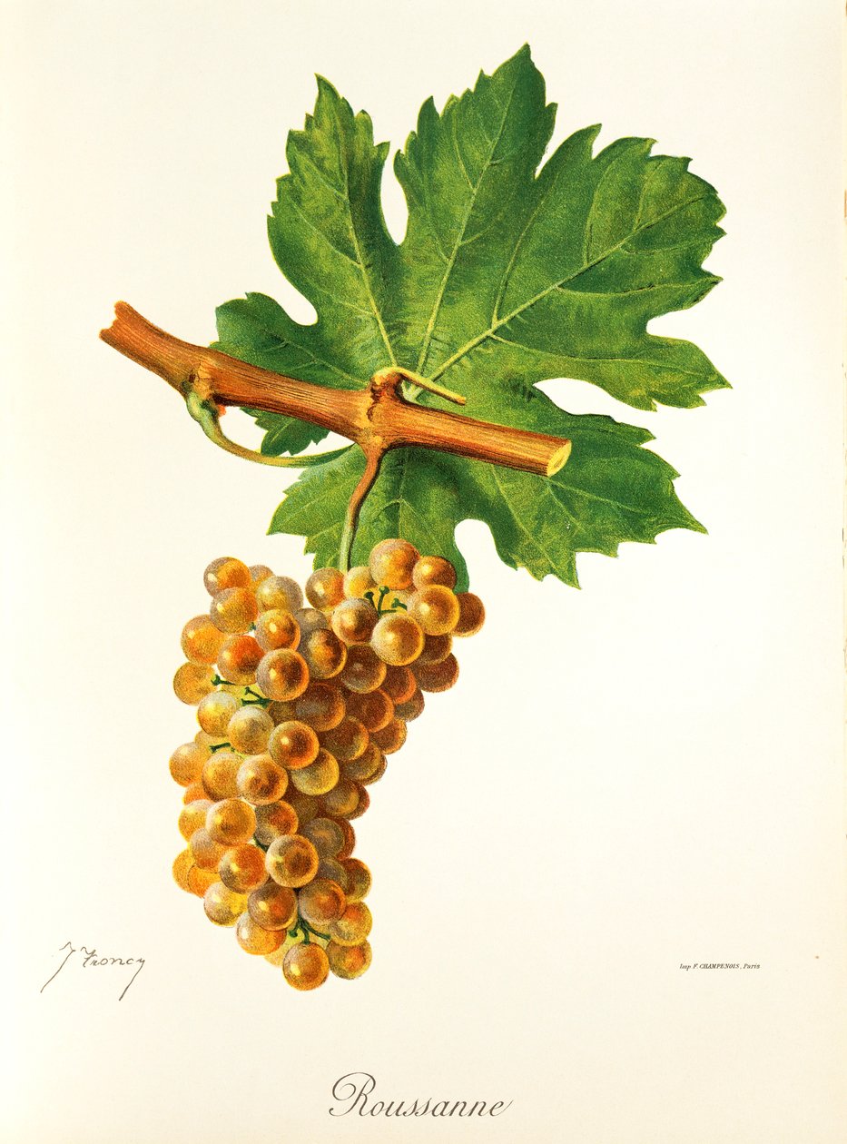 Rousanne-drue av J. Troncy av Jules Troncy