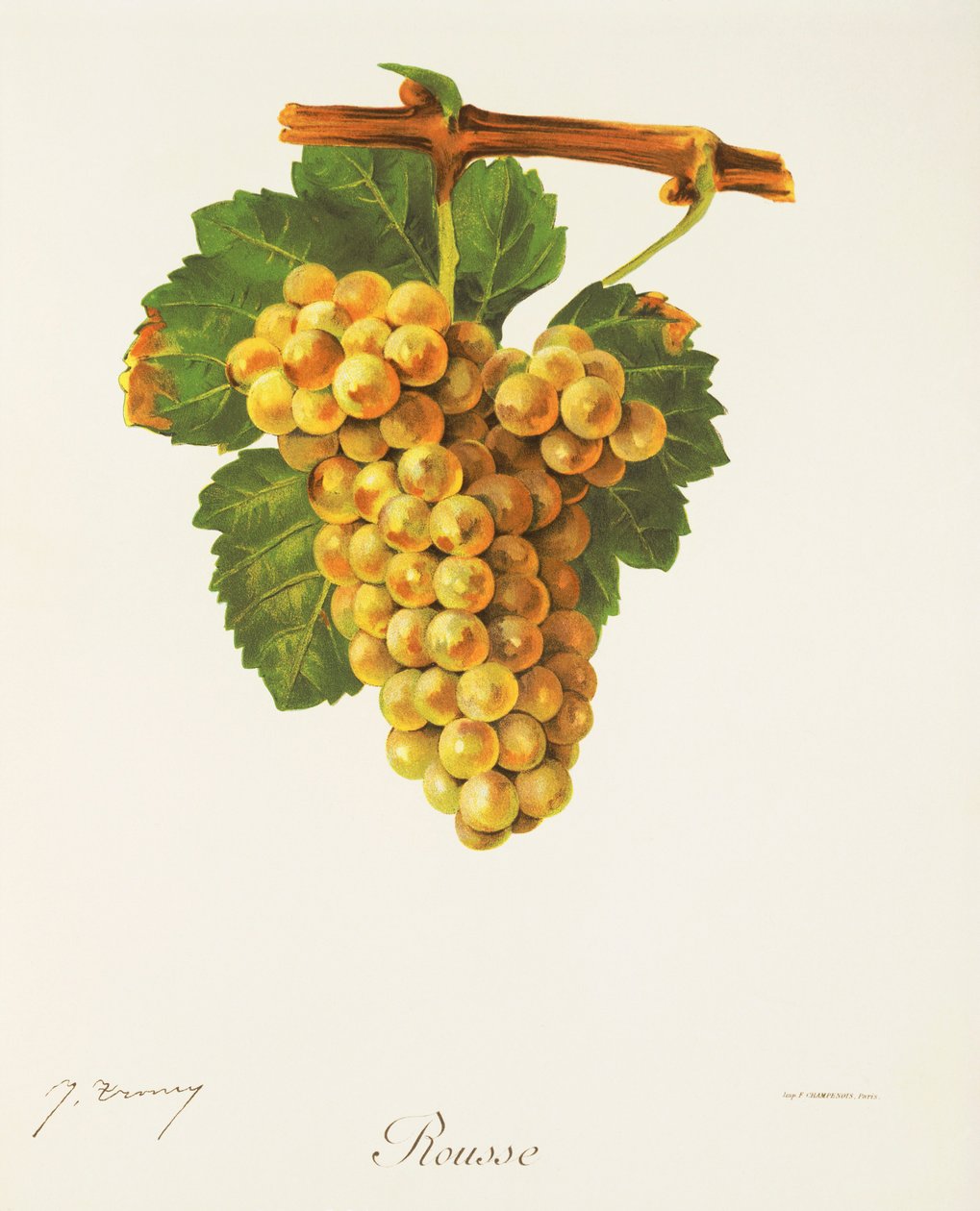 Rousse-drue av J. Troncy av Jules Troncy