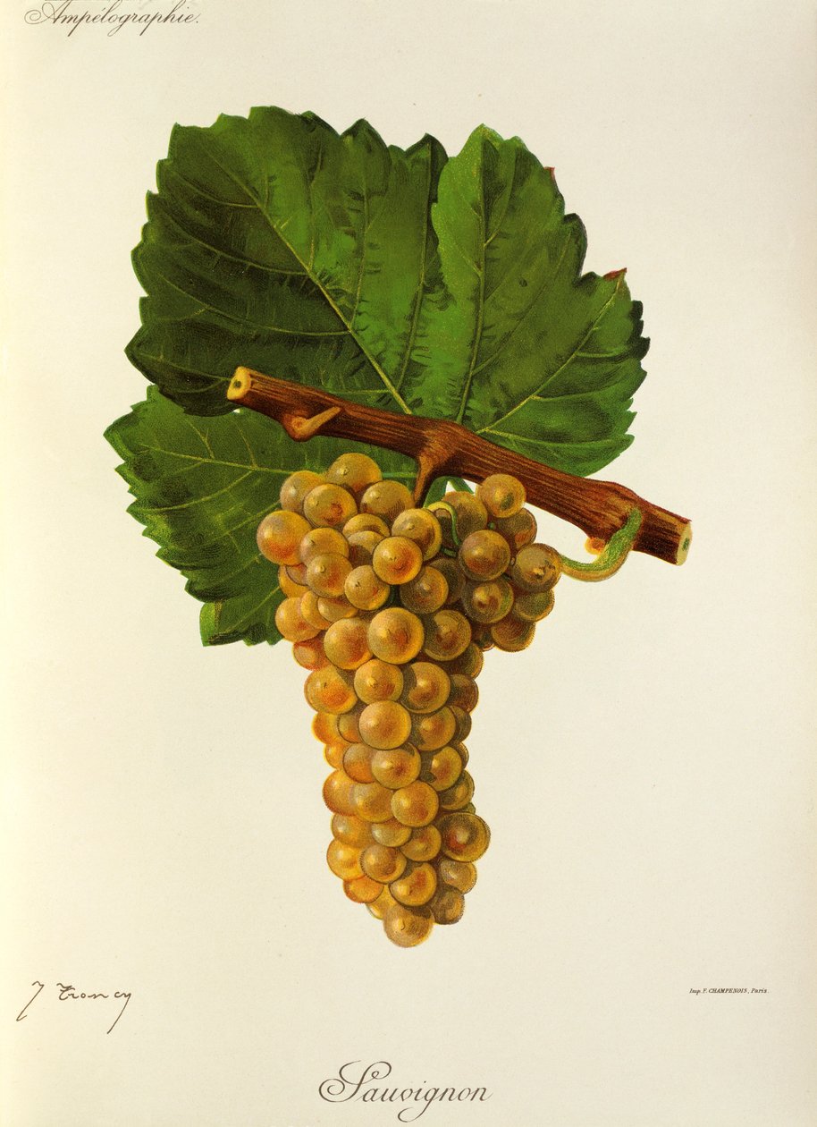 Sauvignon-drue av J. Troncy av Jules Troncy