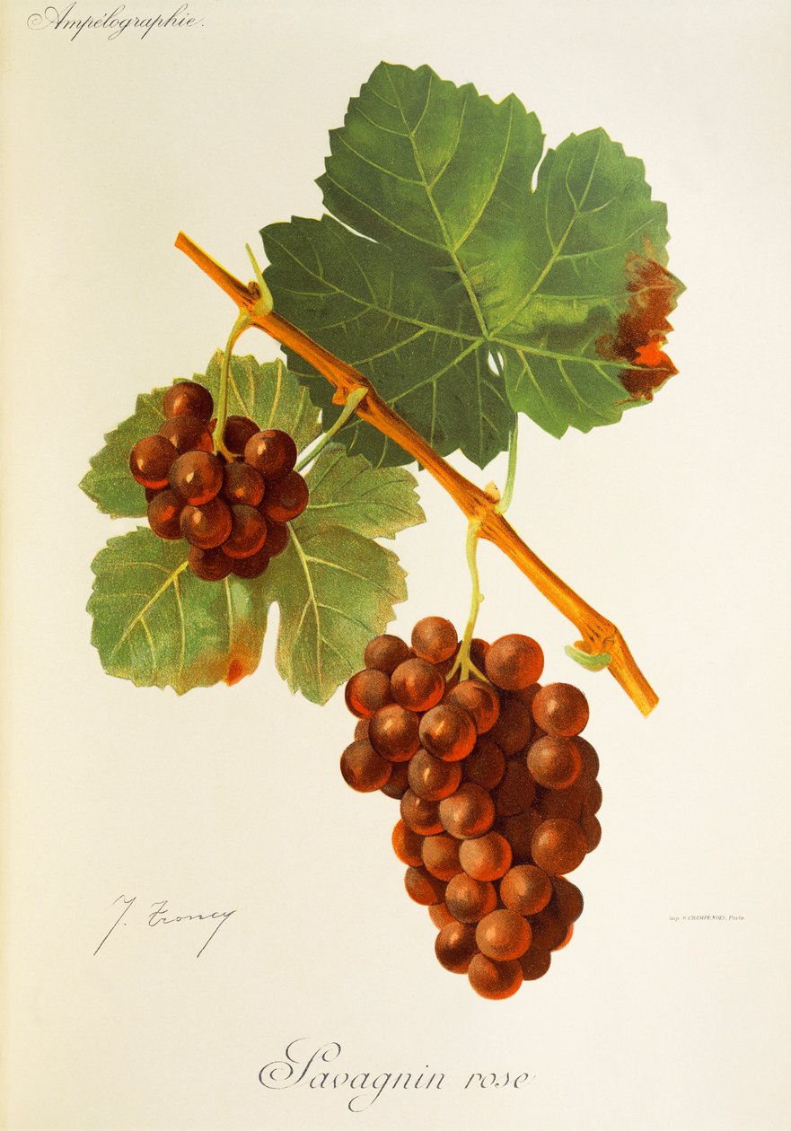 Savagnin Rose-drue av J. Troncy av Jules Troncy