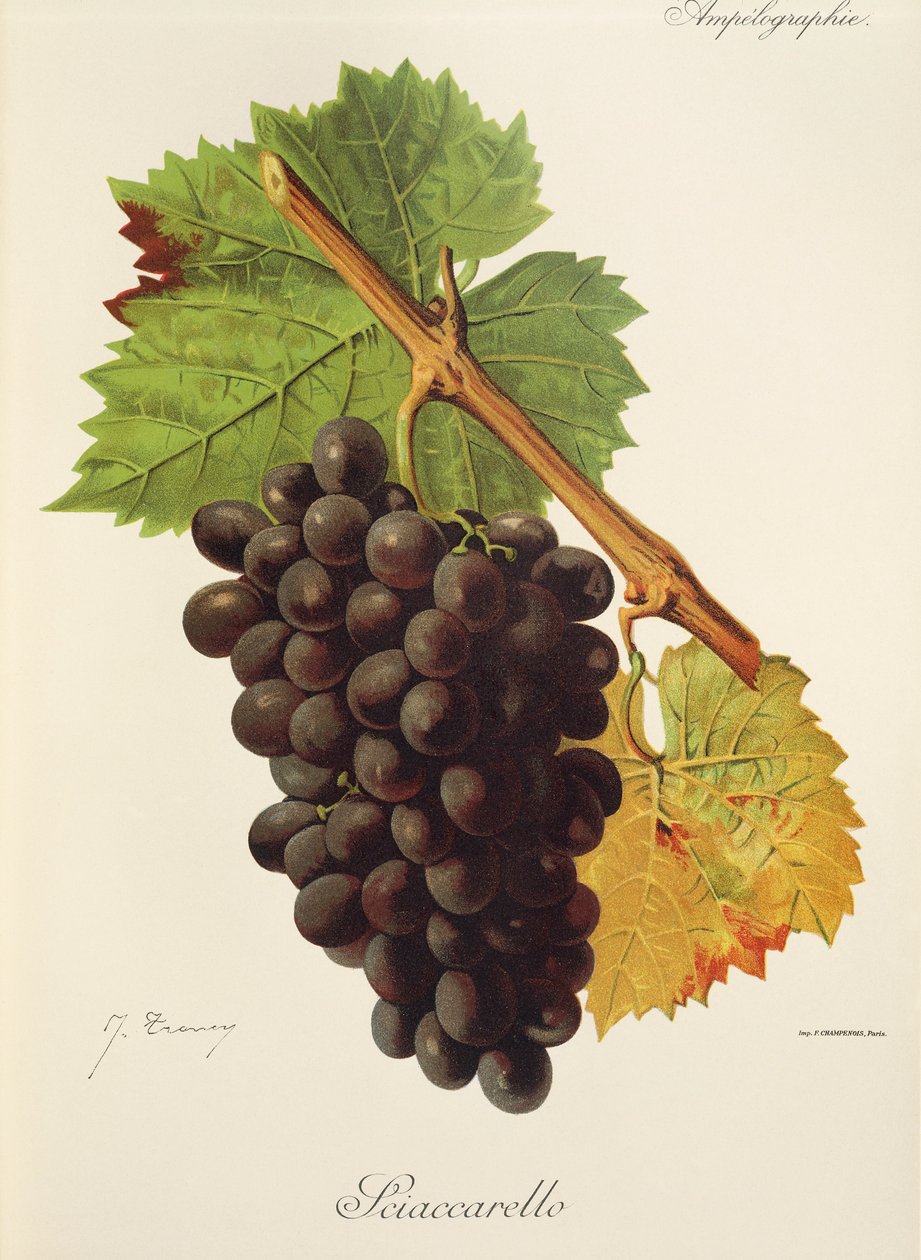 Grape Sciaccarello av J. Troncy av Jules Troncy