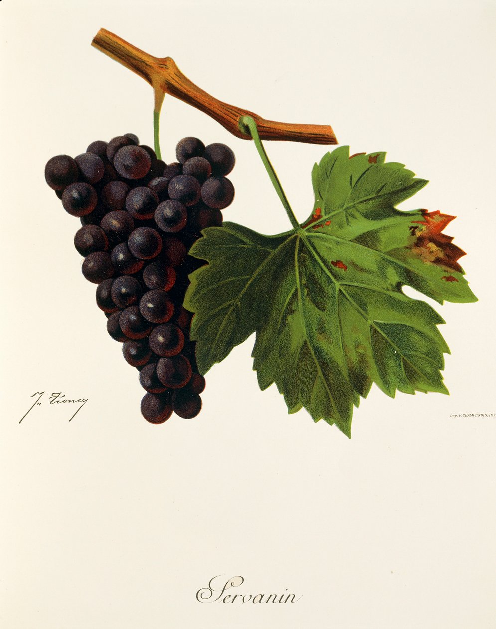 Servanin-drue av J. Troncy av Jules Troncy