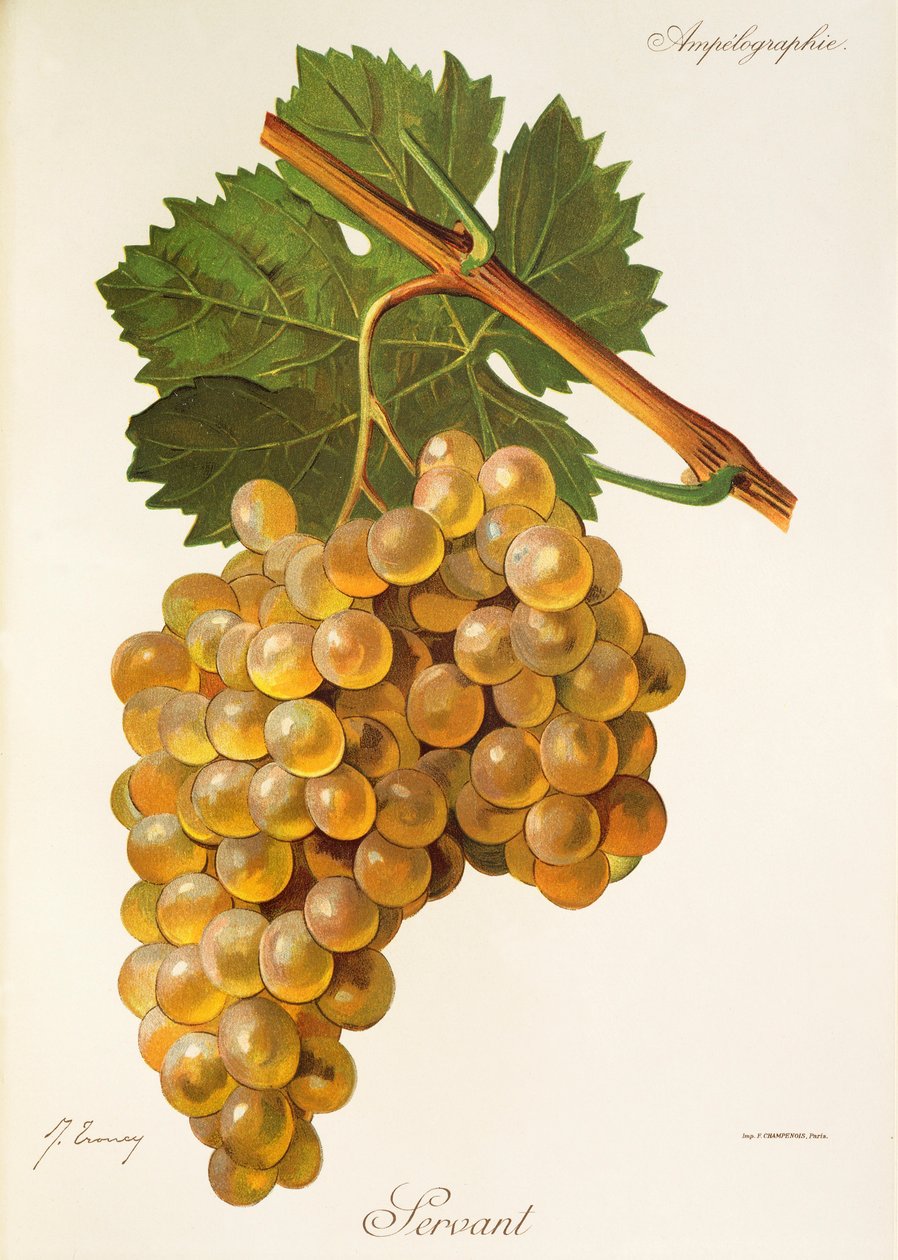 Servantdrue av J. Troncy av Jules Troncy