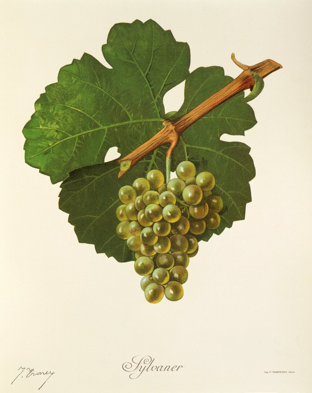 Sylvaner-drue av J. Troncy av Jules Troncy