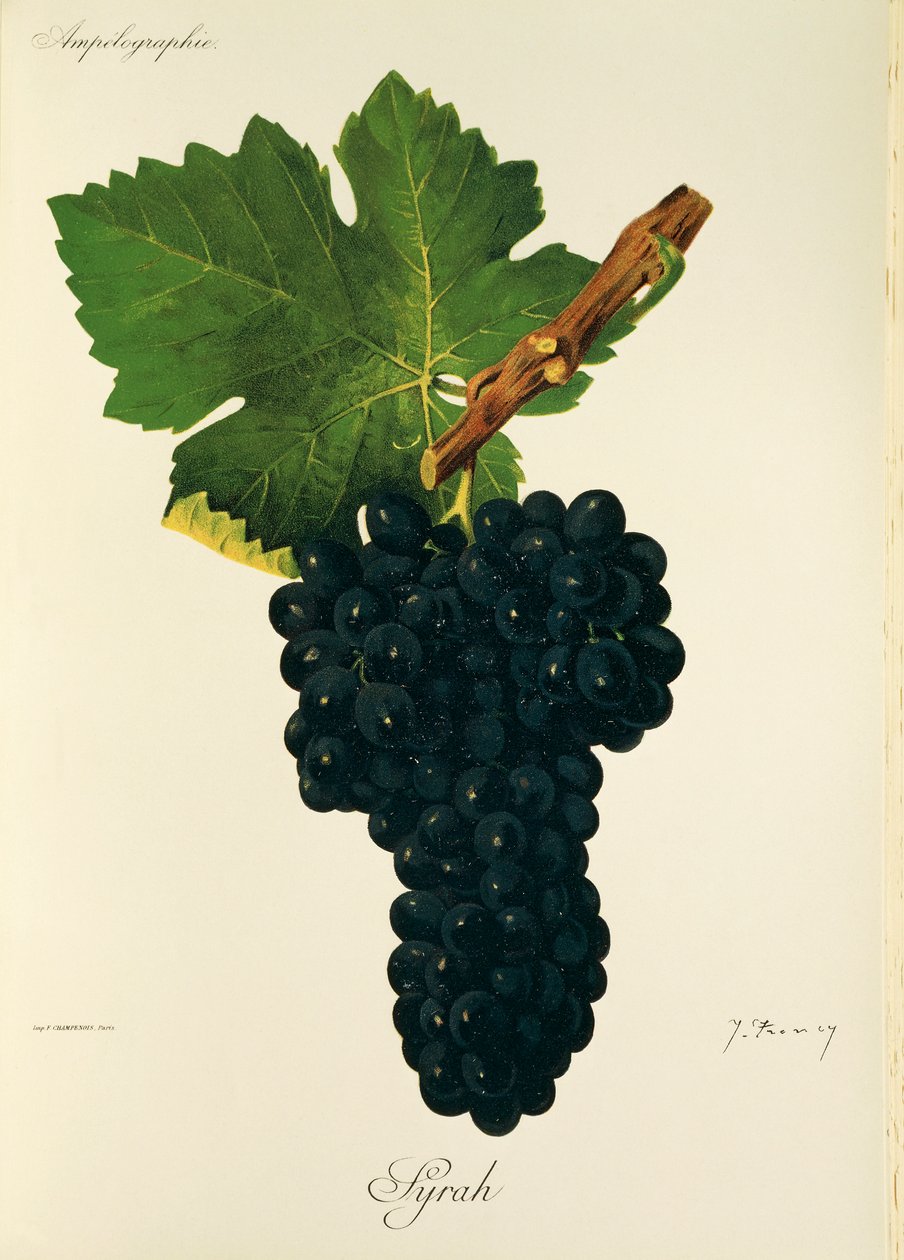 Syrah-drue av J. Troncy av Jules Troncy