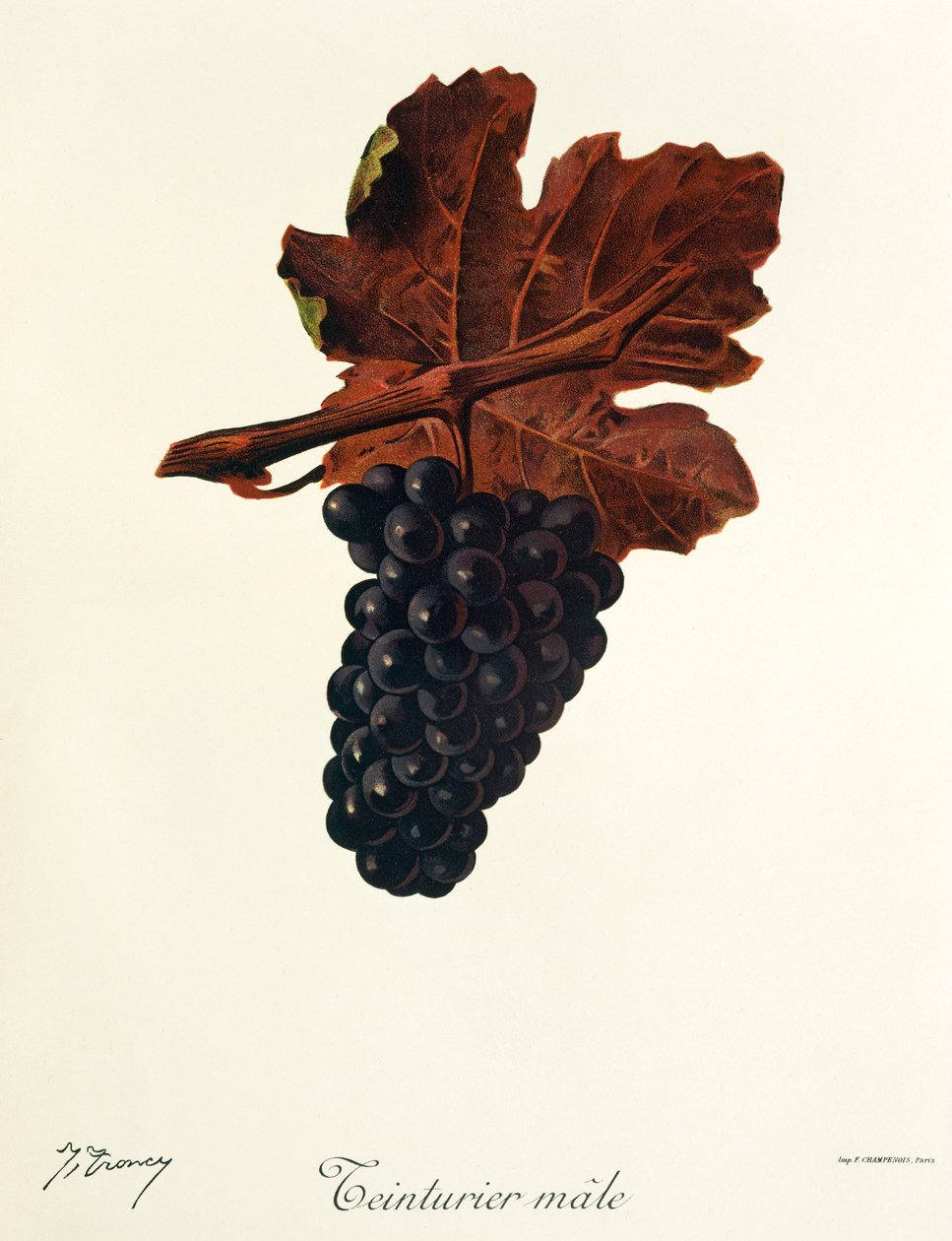Teinturier Hannedrue av J. Troncy av Jules Troncy