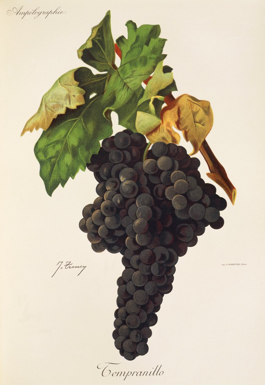 Tempranillo-drue av J. Troncy av Jules Troncy