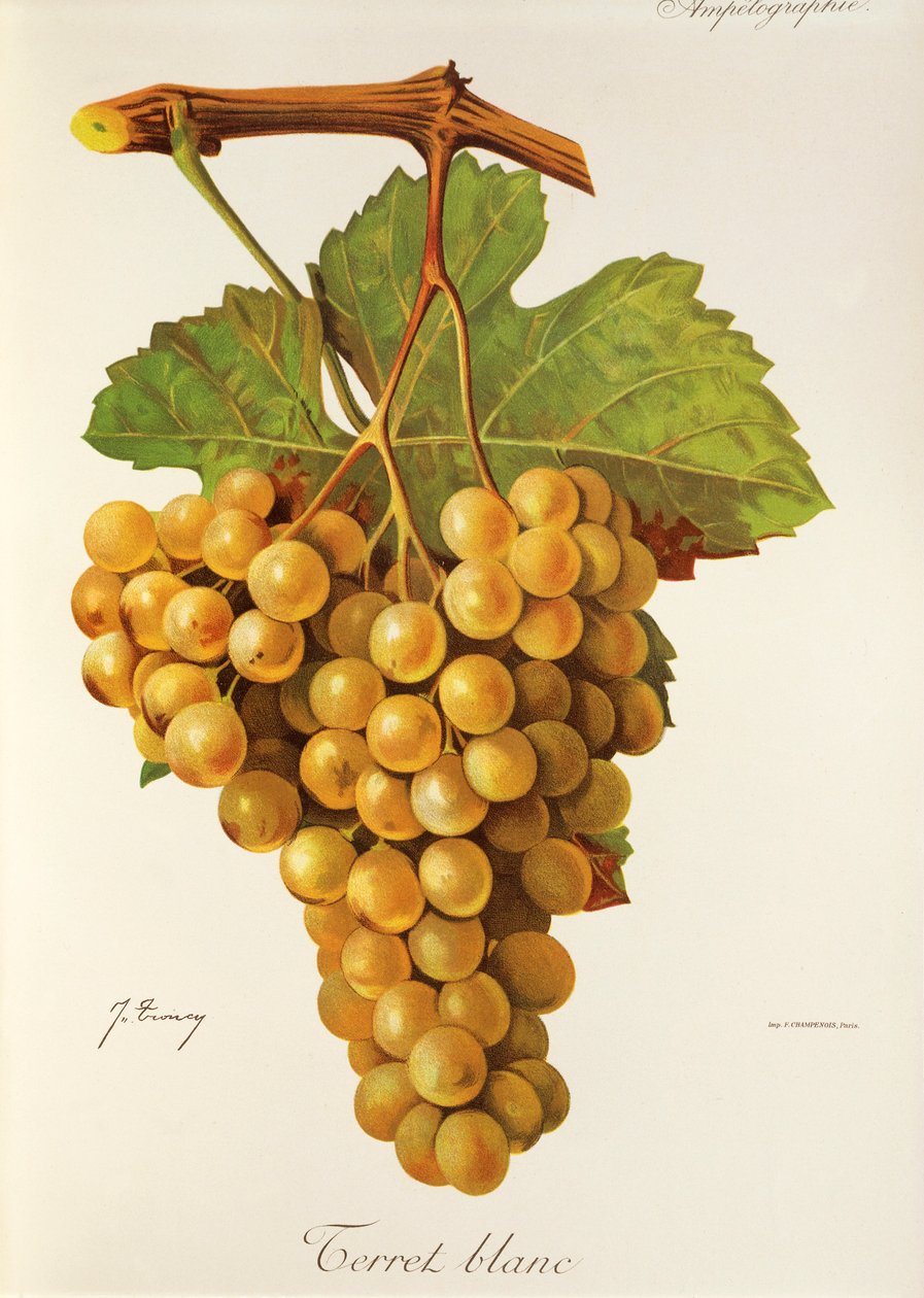 Terret Blanc-drue av J. Troncy av Jules Troncy