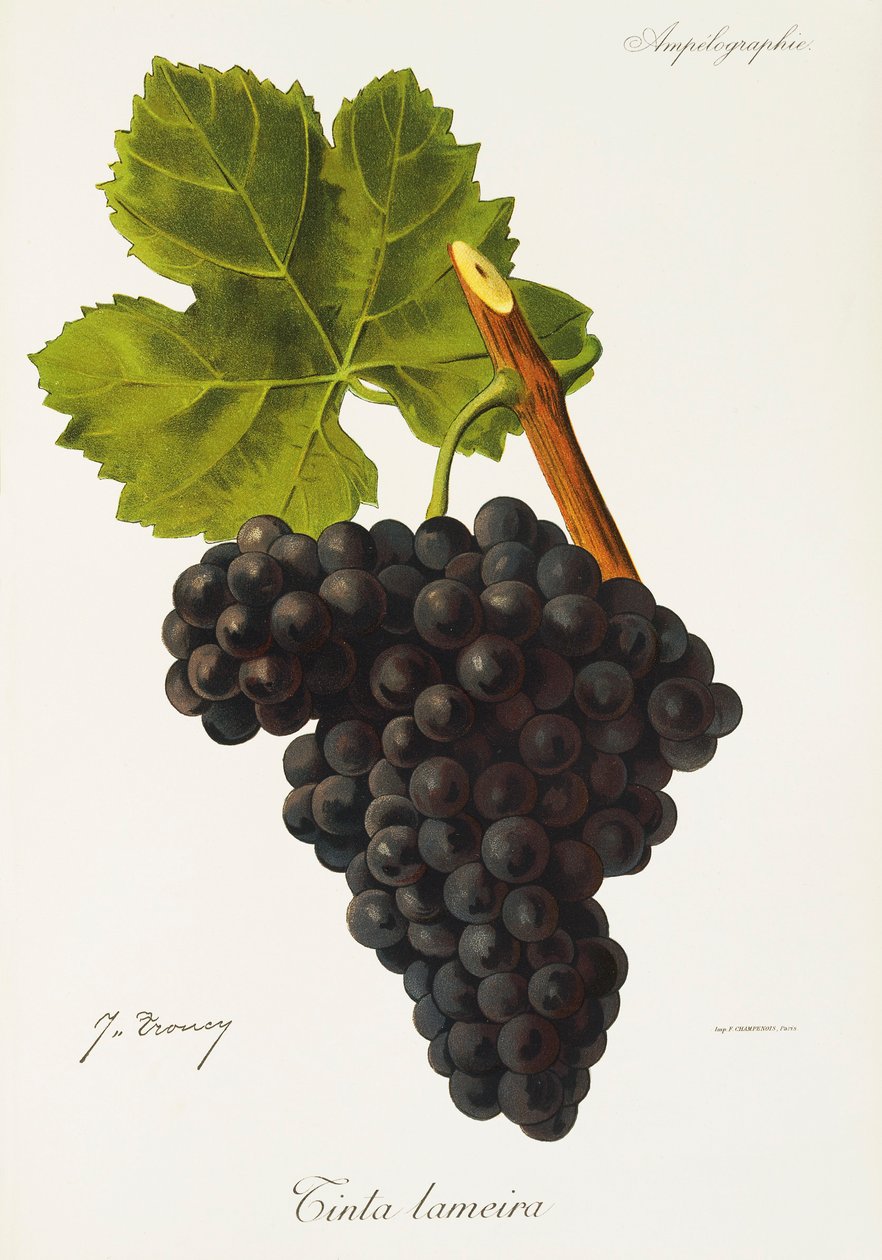 Lameira drueblekk av J. Troncy av Jules Troncy