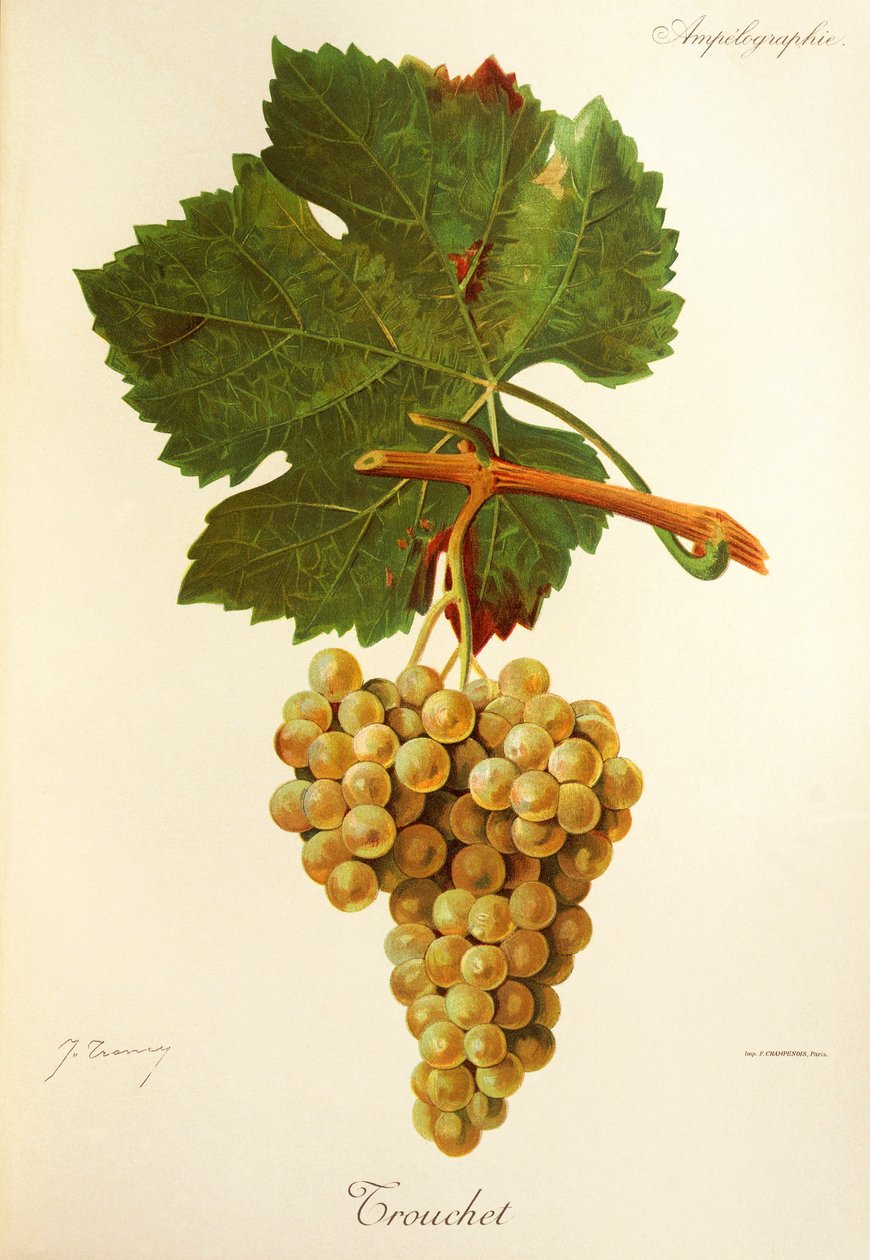 Trouchet drue av J. Troncy av Jules Troncy