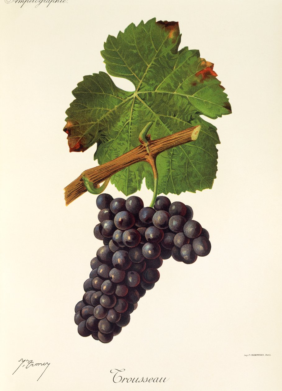 Trousseau-drue av J. Troncy av Jules Troncy