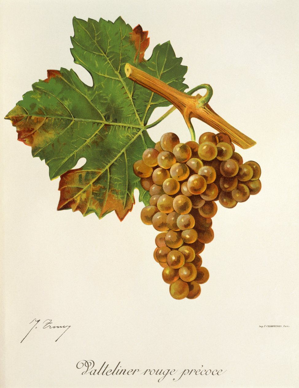 Valteliner Rouge Precoce drue av J. Troncy av Jules Troncy