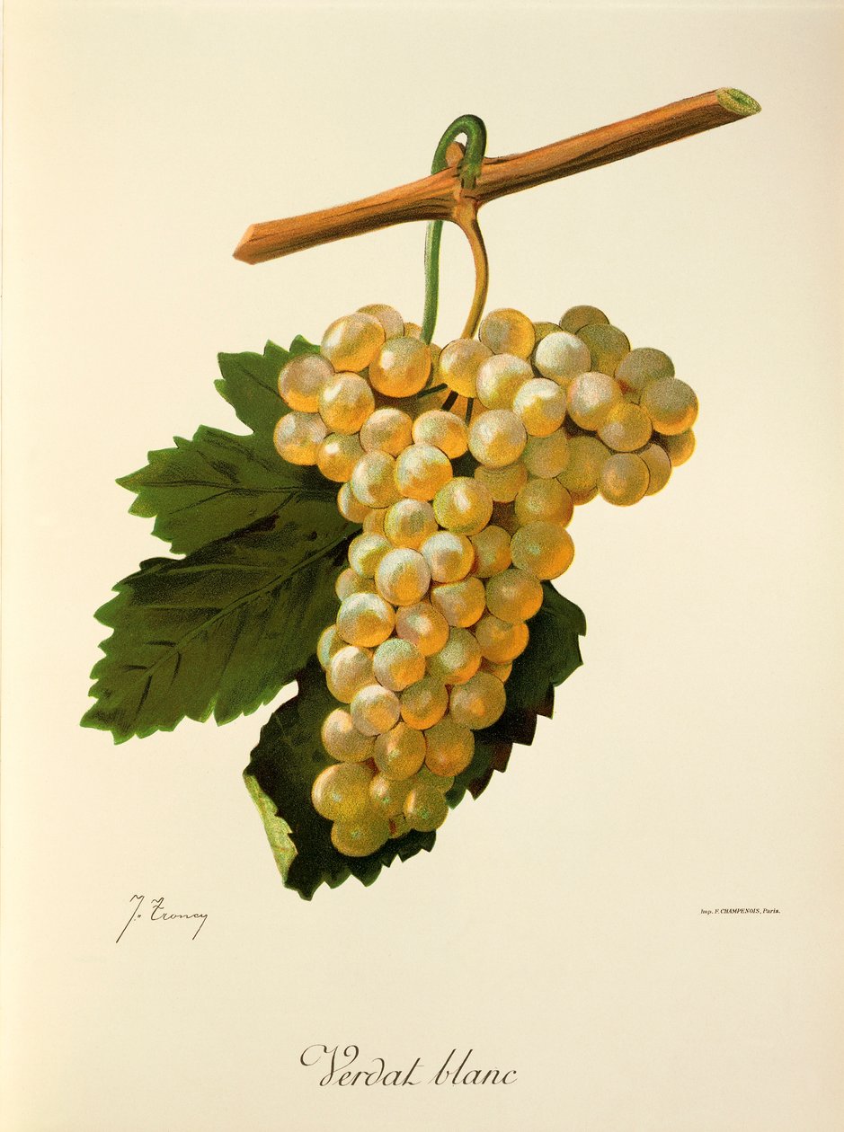 Verdat Blanc drue av J. Troncy av Jules Troncy