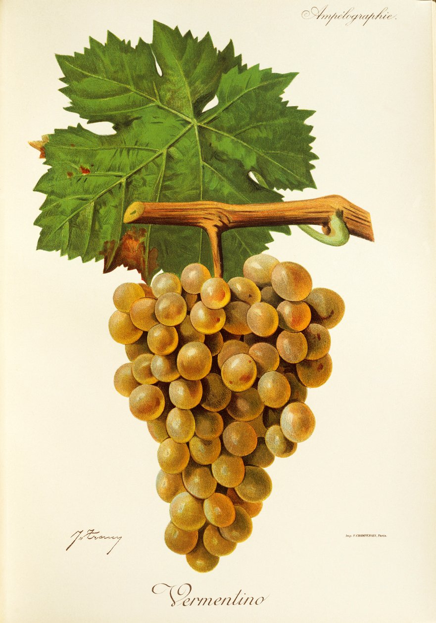 Vermentino-drue av J. Troncy av Jules Troncy