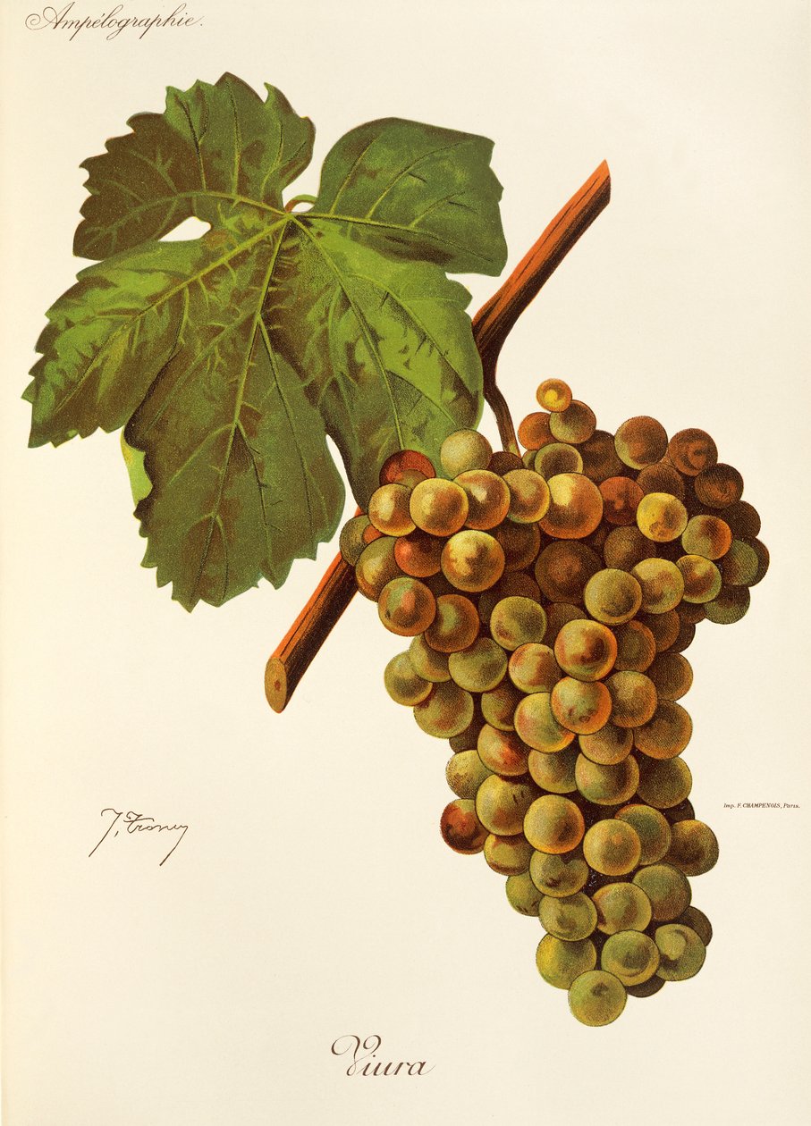 Viura drue av J. Troncy av Jules Troncy