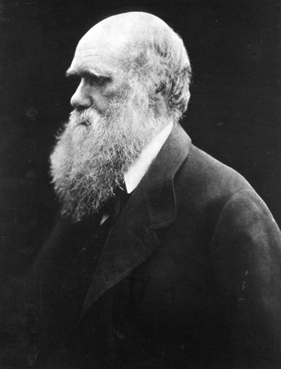 Charles Darwin, ca. 1870 av Julia Margaret Cameron