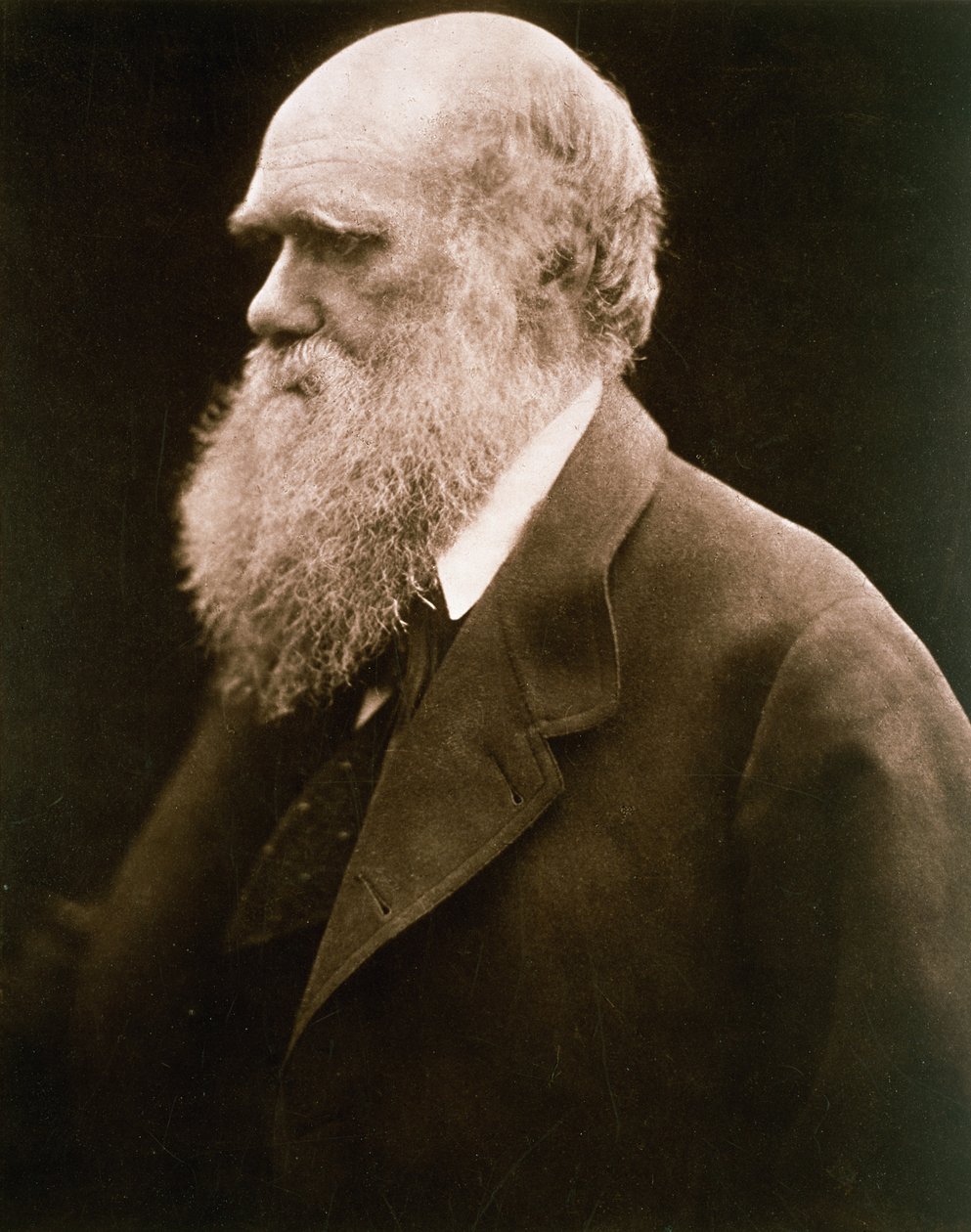 Charles Darwin, ca. 1870 av Julia Margaret Cameron
