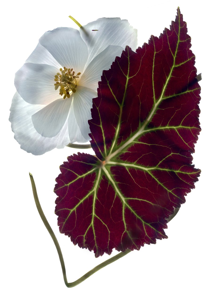 Begonia White (digitalt fotogram, digitalt originaltrykk) av Julia McLemore