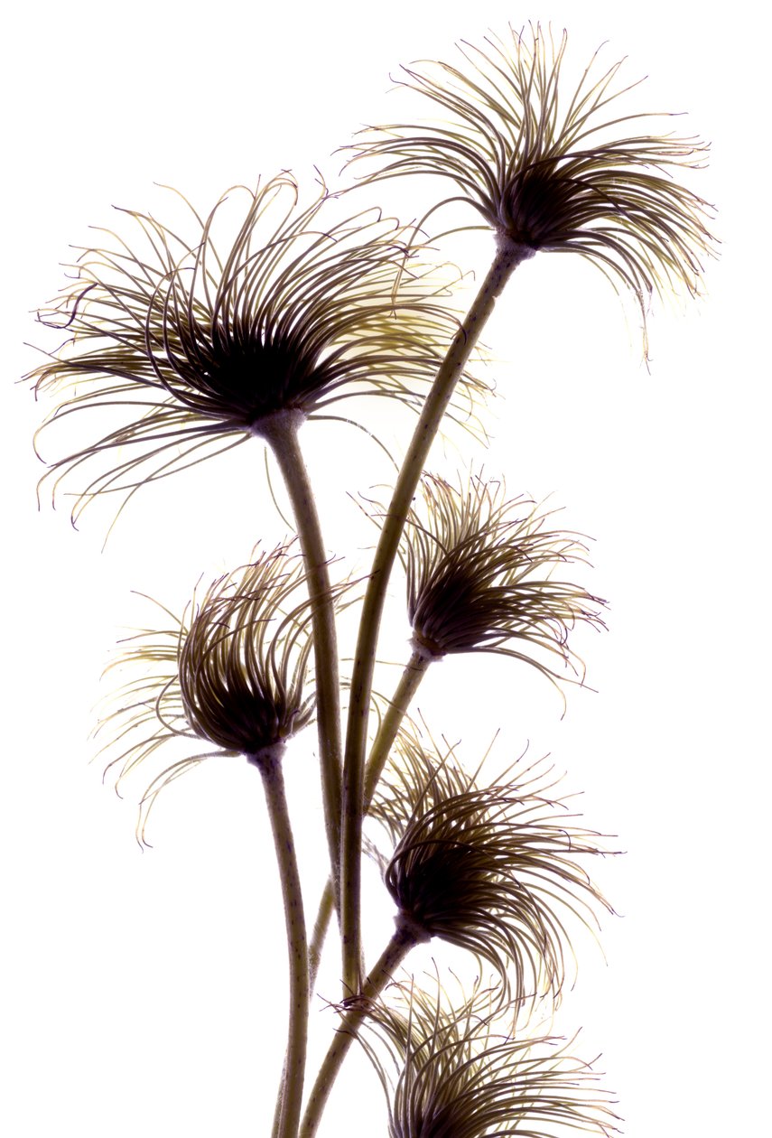 Clematis Buds, 2010, (digitalt fotogram, digitalt originaltrykk) av Julia McLemore