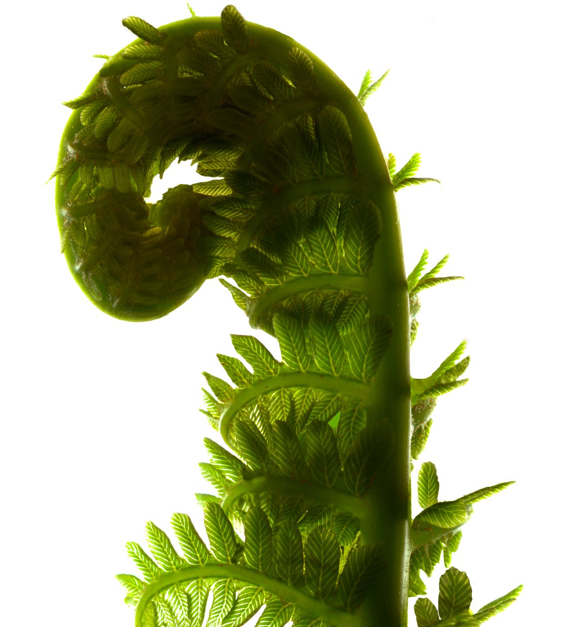 Fern Curve, 2009, (digitalt fotogram, digitalt originaltrykk) av Julia McLemore