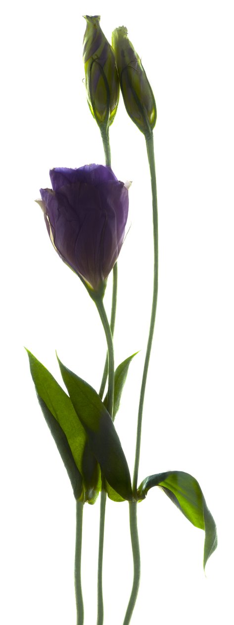 Lisianthus Duo (digitalt fotogram, digitalt originaltrykk) av Julia McLemore