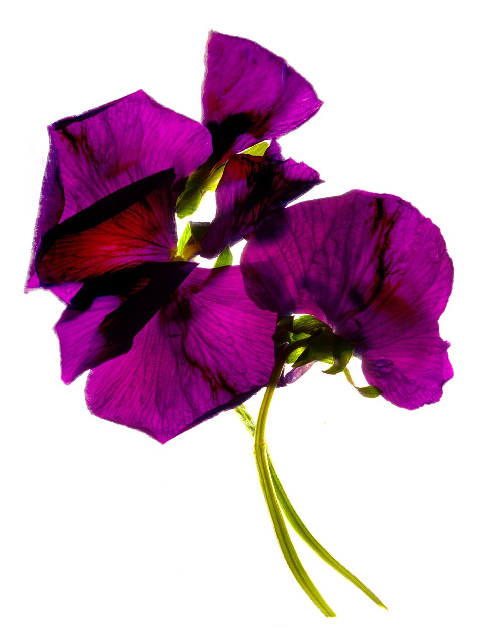 Stemorblomster III (digitalt fotogram, digitalt originaltrykk) av Julia McLemore