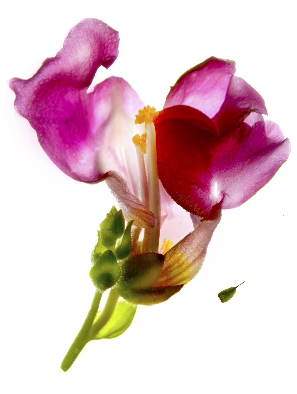 Snapdragon Pink (digitalt fotogram, digitalt originaltrykk) av Julia McLemore