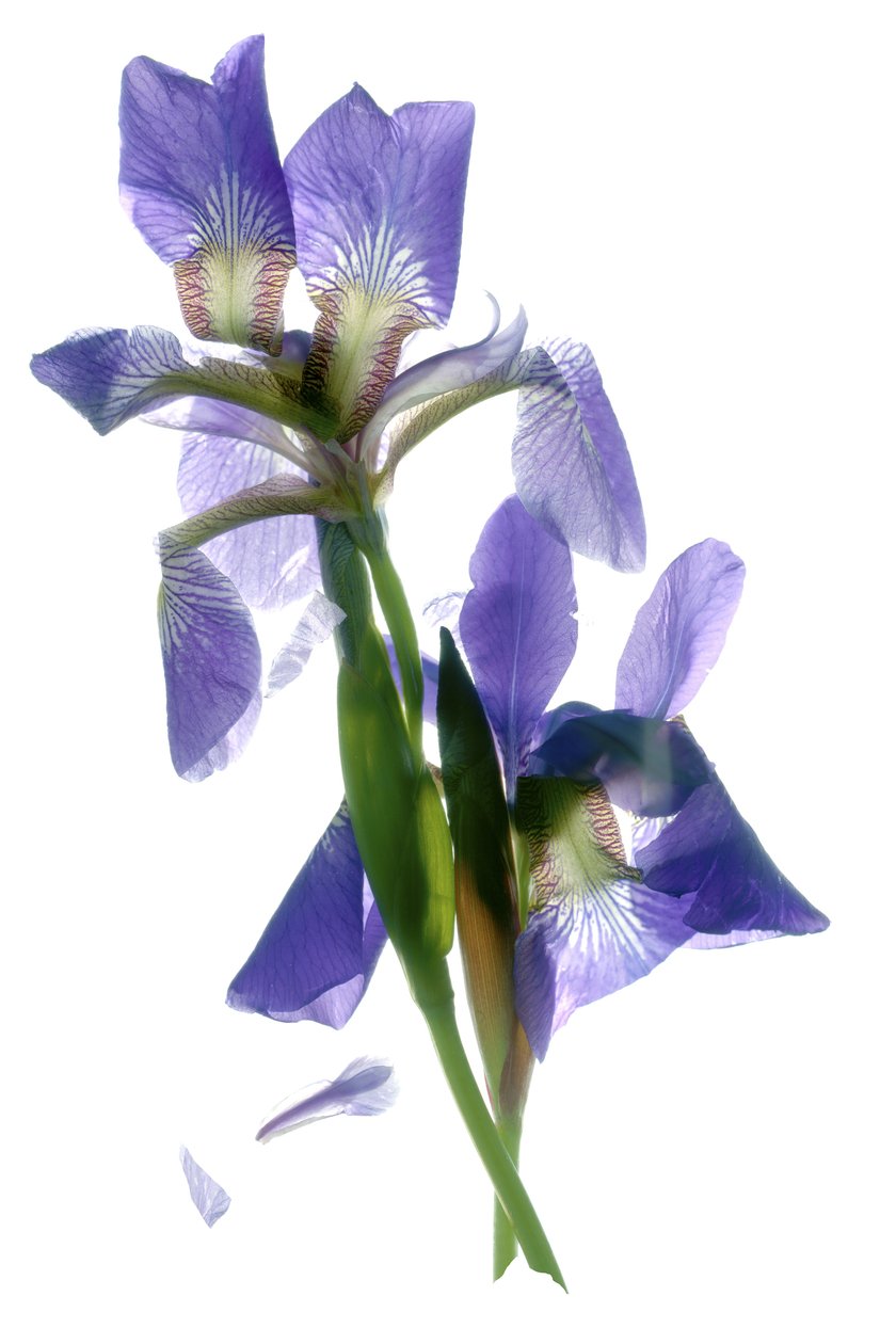 Todd's Iris Dance (digitalt fotogram, digitalt originaltrykk) av Julia McLemore