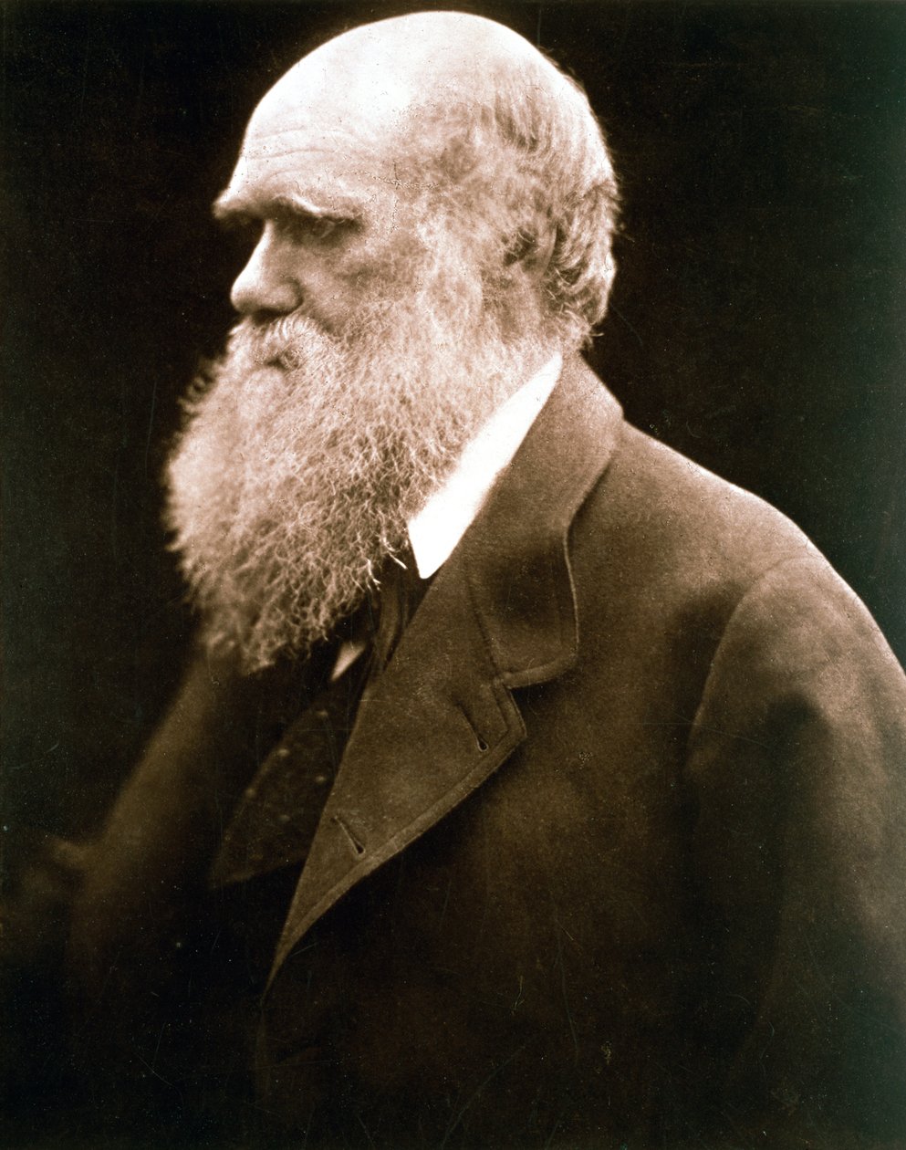 Charles Darwin , britisk naturforsker, ca 1870-tallet av Julia Margaret Cameron