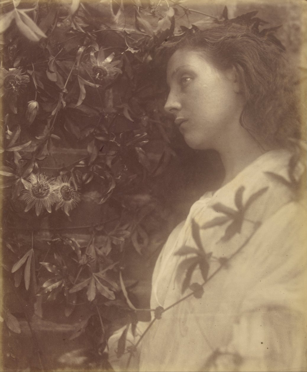 Maud Der har falt en praktfull tåre fra lidenskapsblomsten ved porten av Julia Margaret Cameron