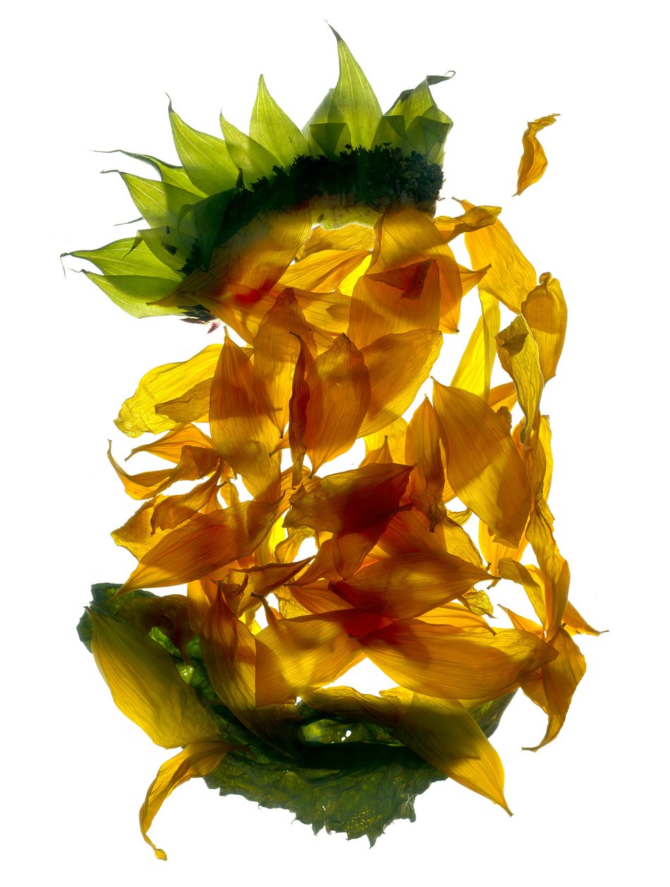 Chiquita Sunflower (digitalt fotogram, digitalt originaltrykk) av Julia McLemore