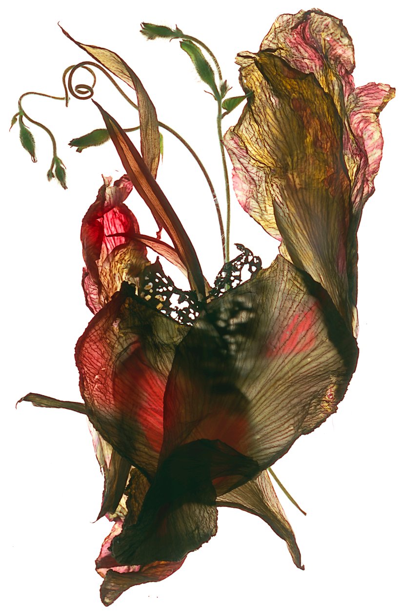 Morning Glory Canna Heart, 2012, (digitalt fotogram) av Julia McLemore