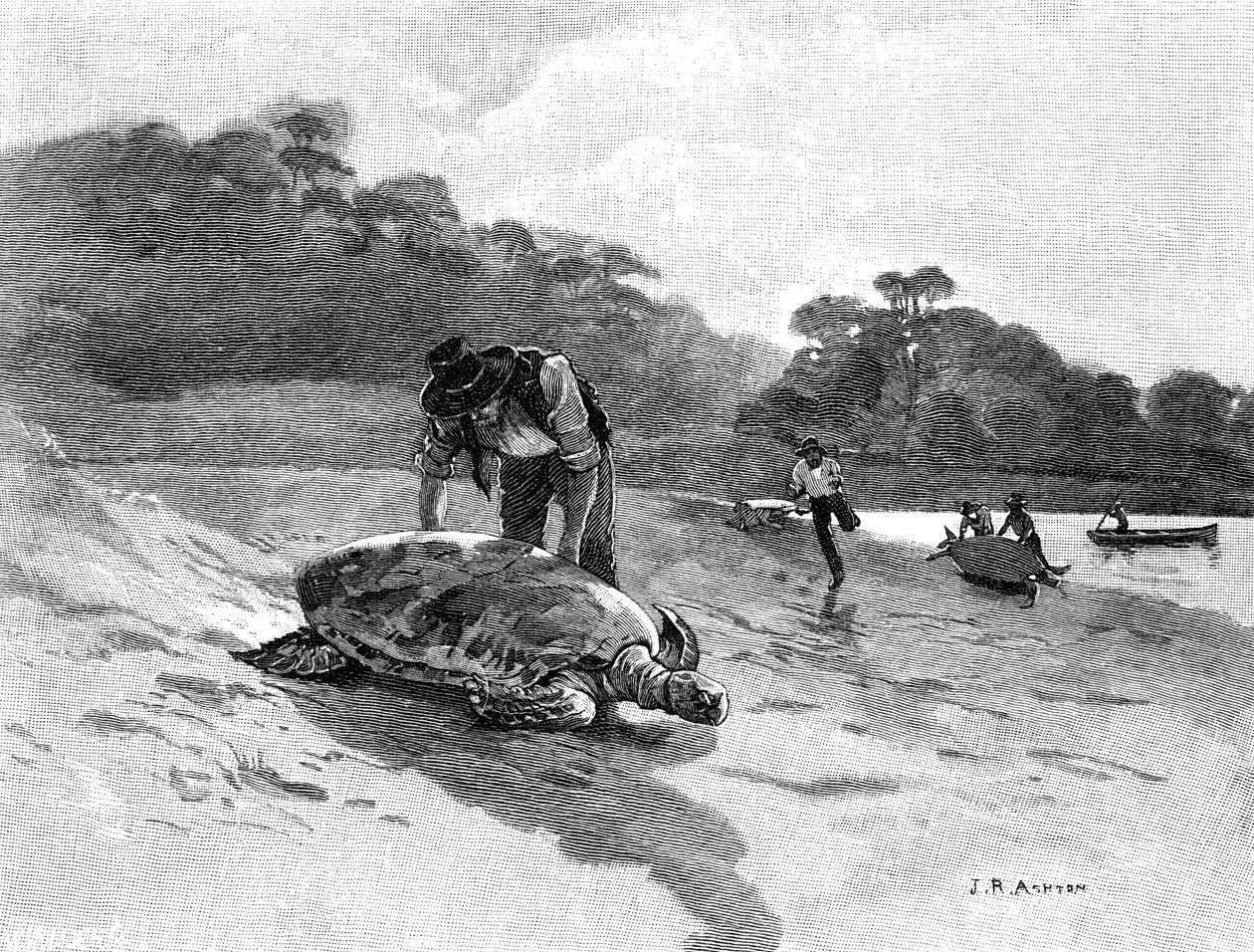 Skilpaddefangst, 1886. av Julian Ashton