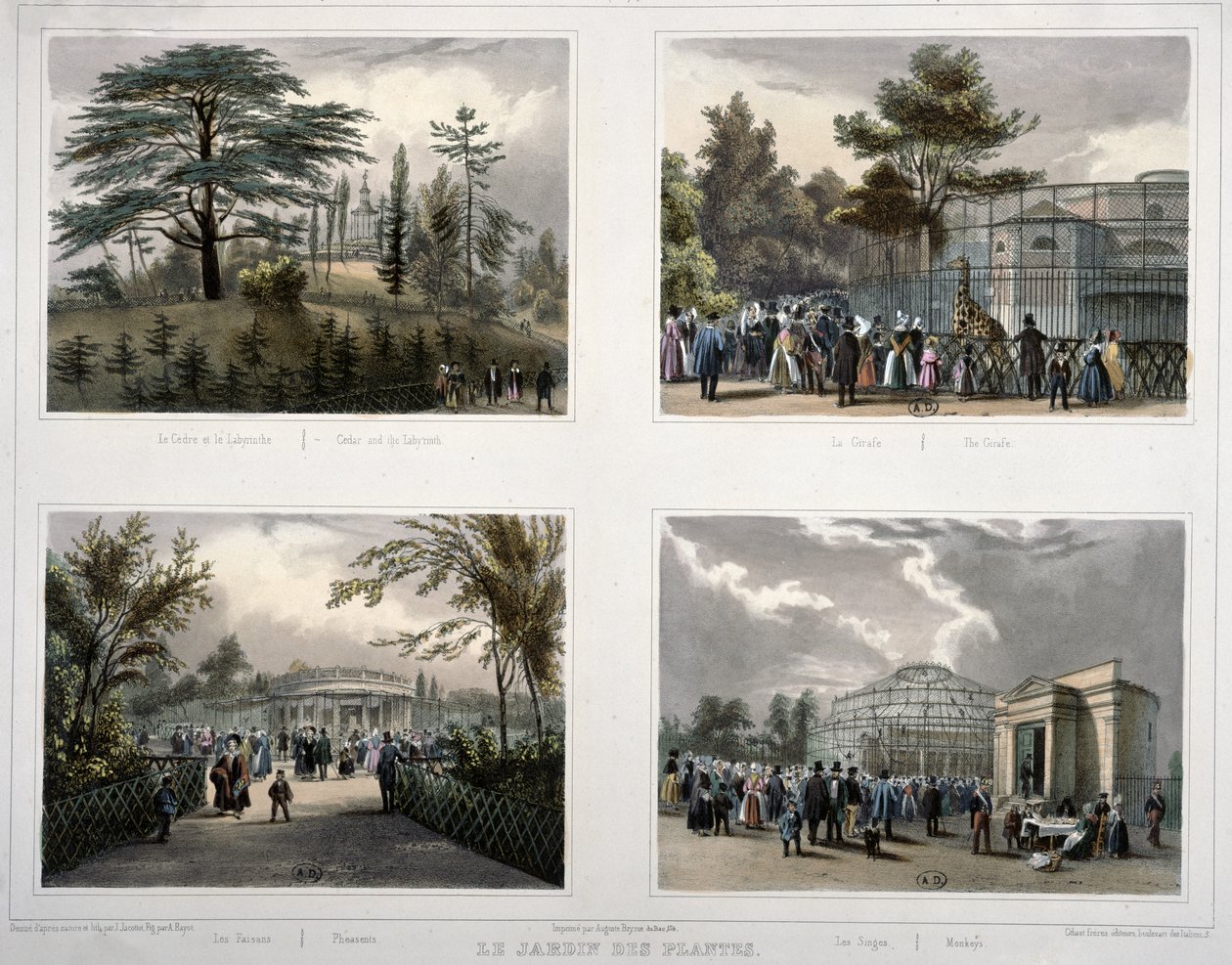Jardin des Plantes i Paris: sedertre og labyrinten, giraffen, fasaner, aper av Jean Jacottet