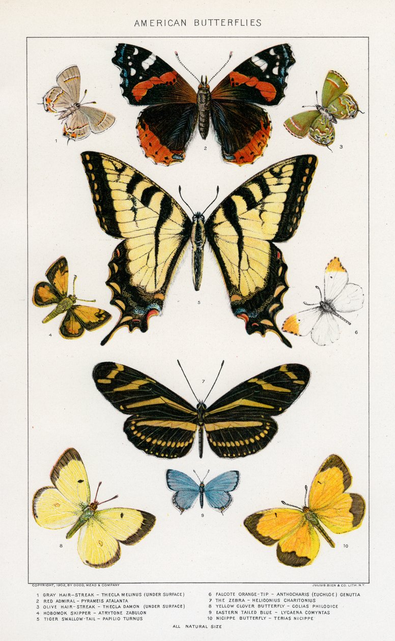 American Butterflies av Julius Bien av Julius Bien