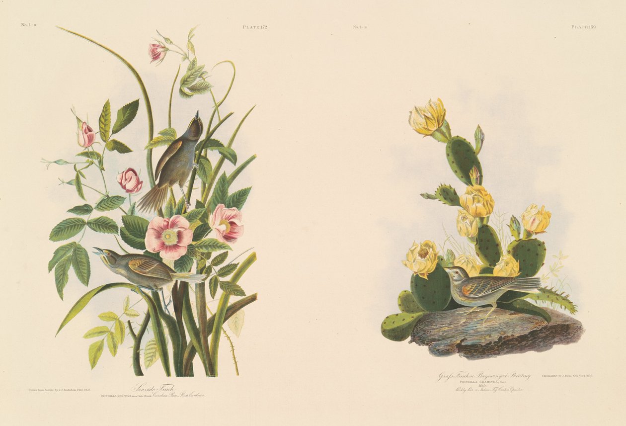 Seaside Finch; og Graffink eller Bay-Winged Bunting av Julius Bien after John James Audubon