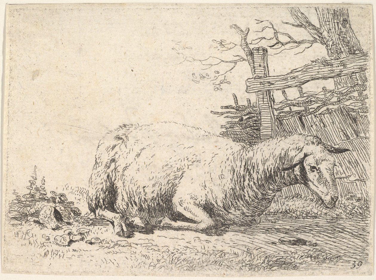 En sau som ligger med bena foldet under kroppen ved siden av et tregjerde, hun..., ca. 1655. av Karel Du Jardin
