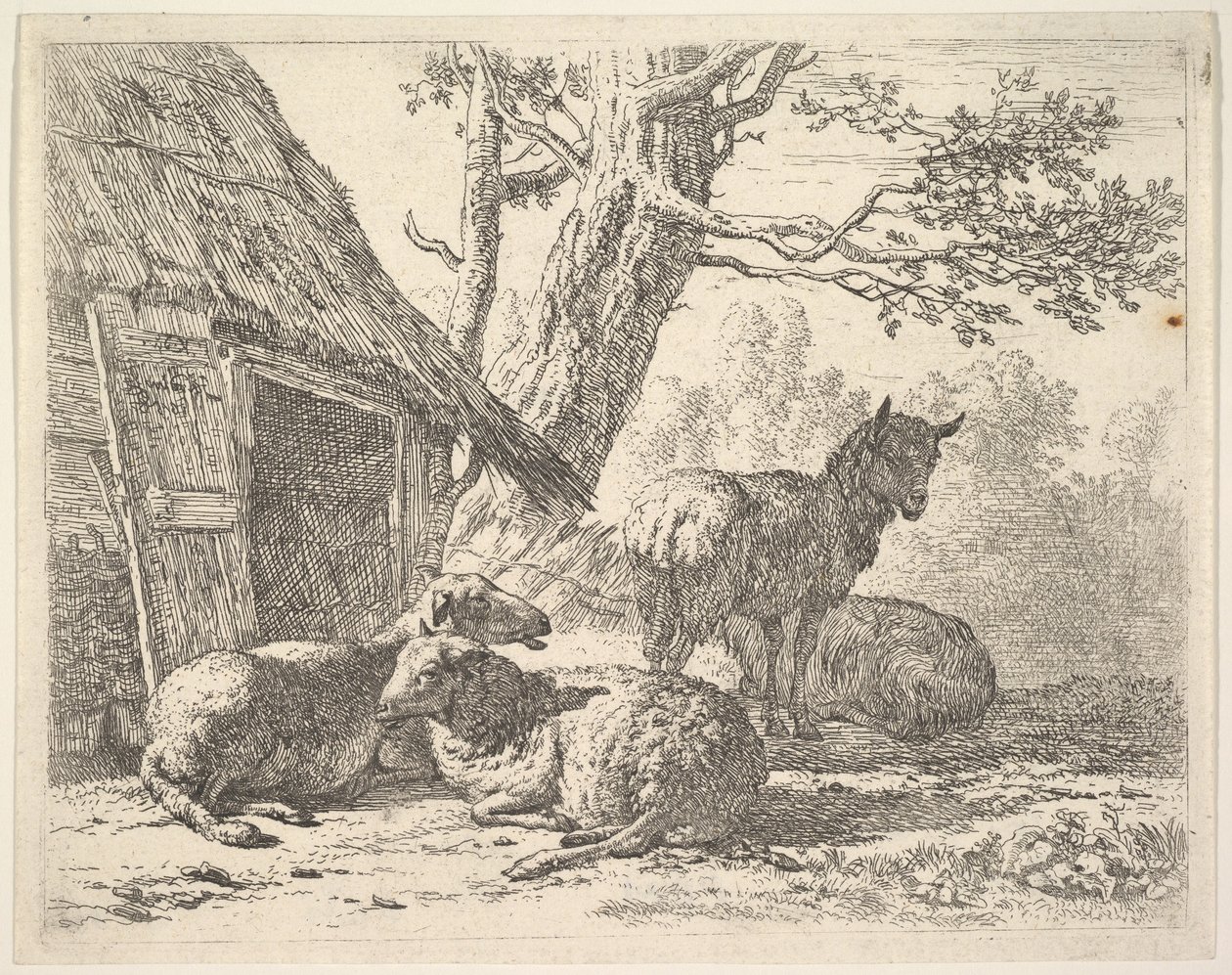 Fire sauer, en sau står blant tre andre som ligger på bakken ved siden av et skur med th..., 1658. av Karel Du Jardin