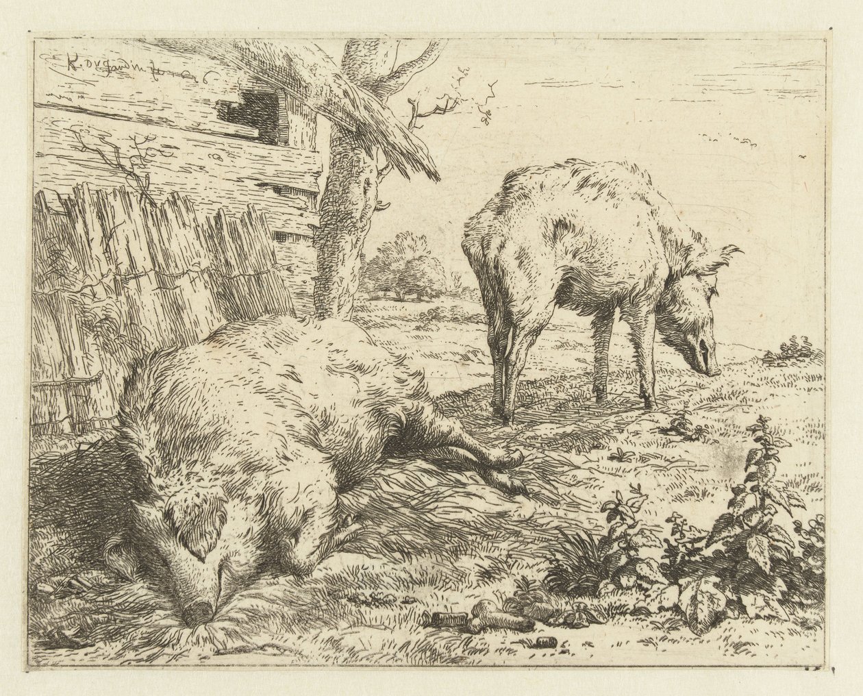 to villsvin av Karel Du Jardin