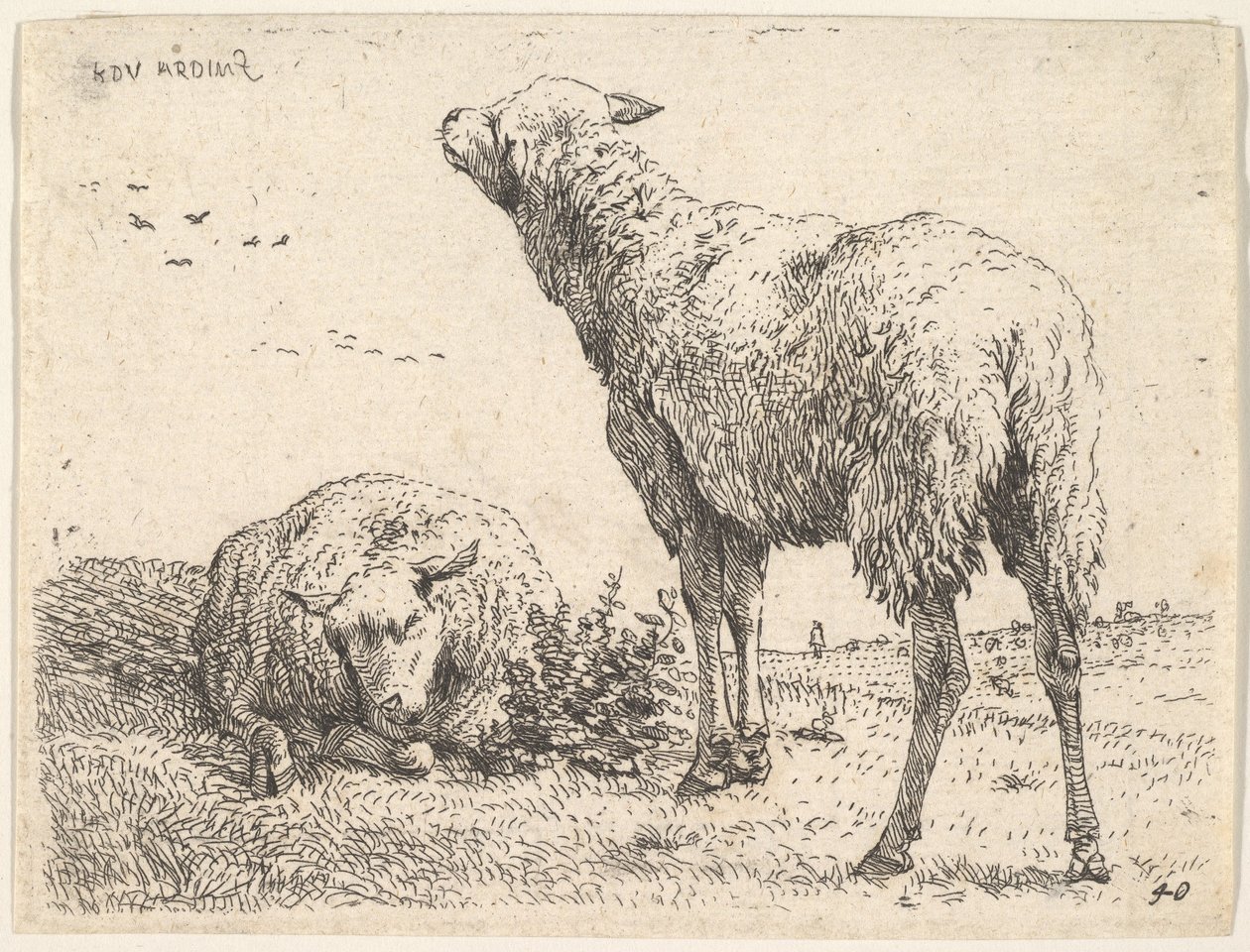 To sauer, den ene vist forfra i liggende stilling med beina foldet under..., ca. 1655. av Karel Du Jardin