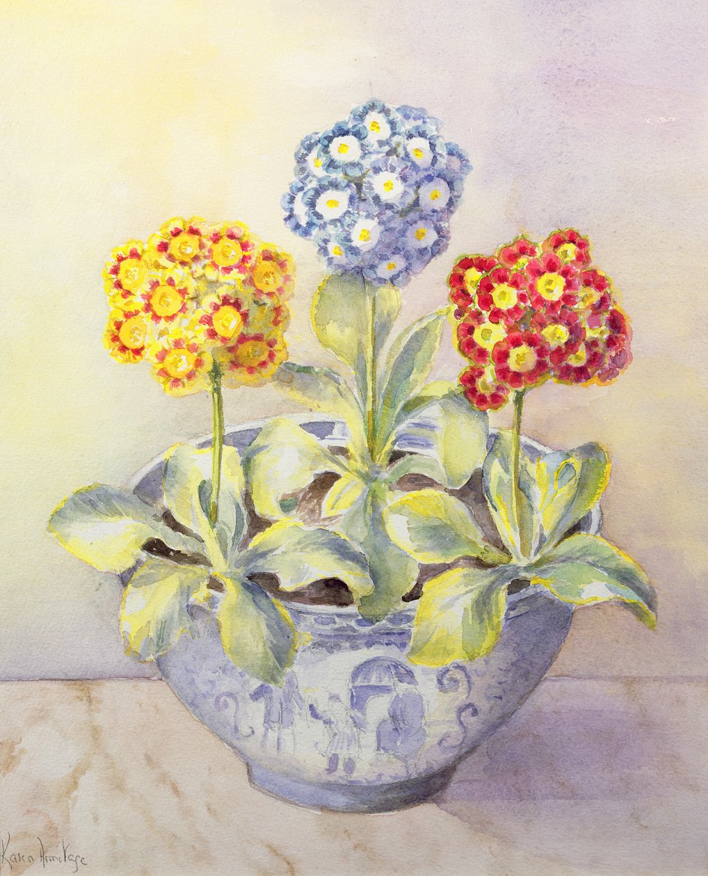 Auricula i en kinesisk gryte av Karen Armitage