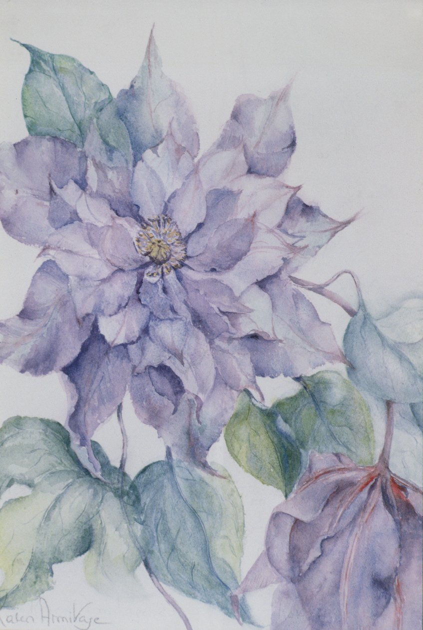 Clematis, Lord Neville av Karen Armitage