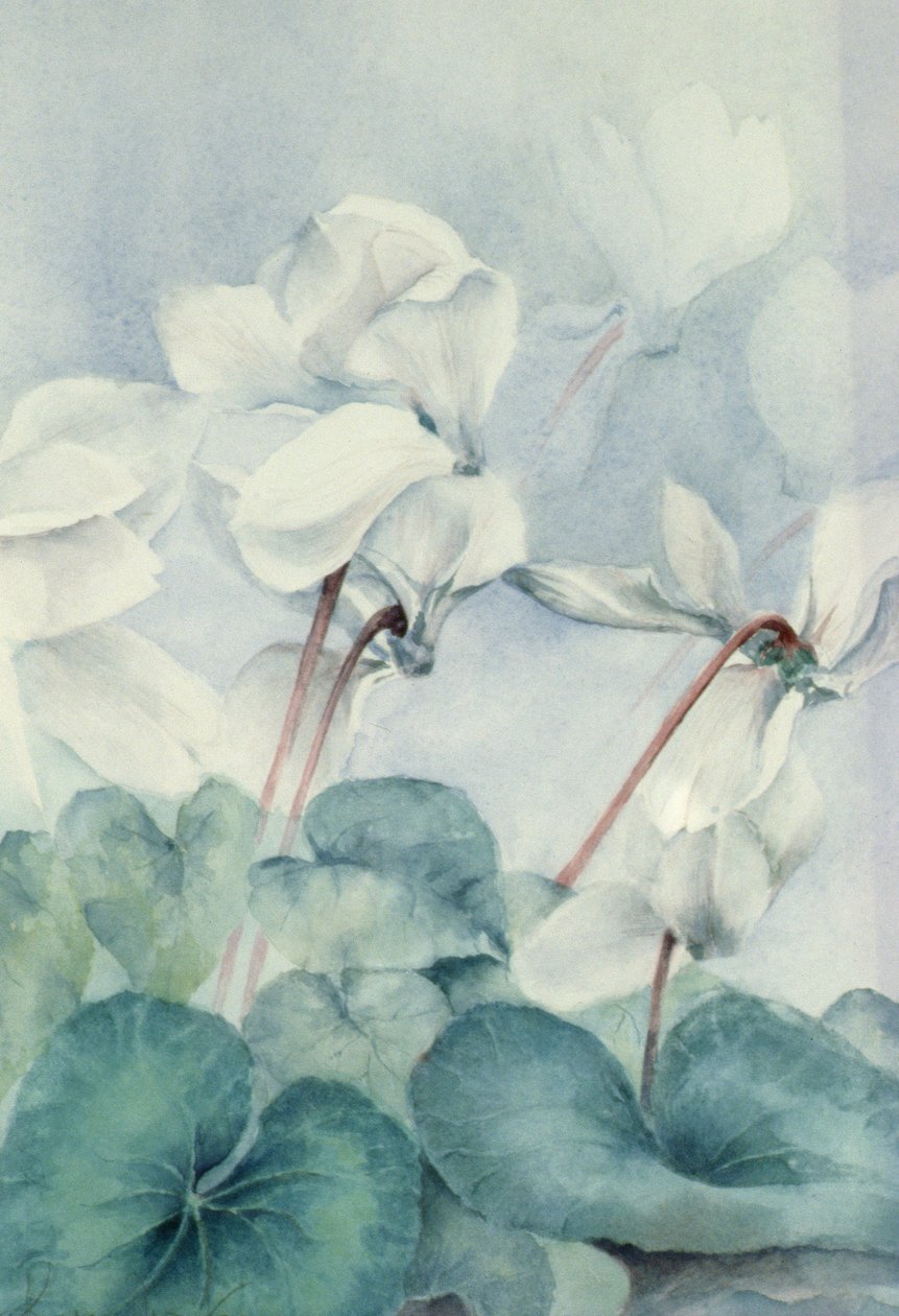 Cyclamen, Triumph White av Karen Armitage